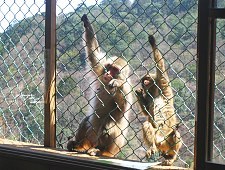 Traveling to Kyoto | Monkeys in Kyoto climbing the fence