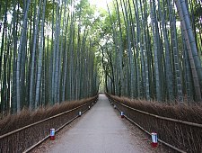 Traveling to Kyoto | A walkway in Kyoto that is surrounded by bamboo