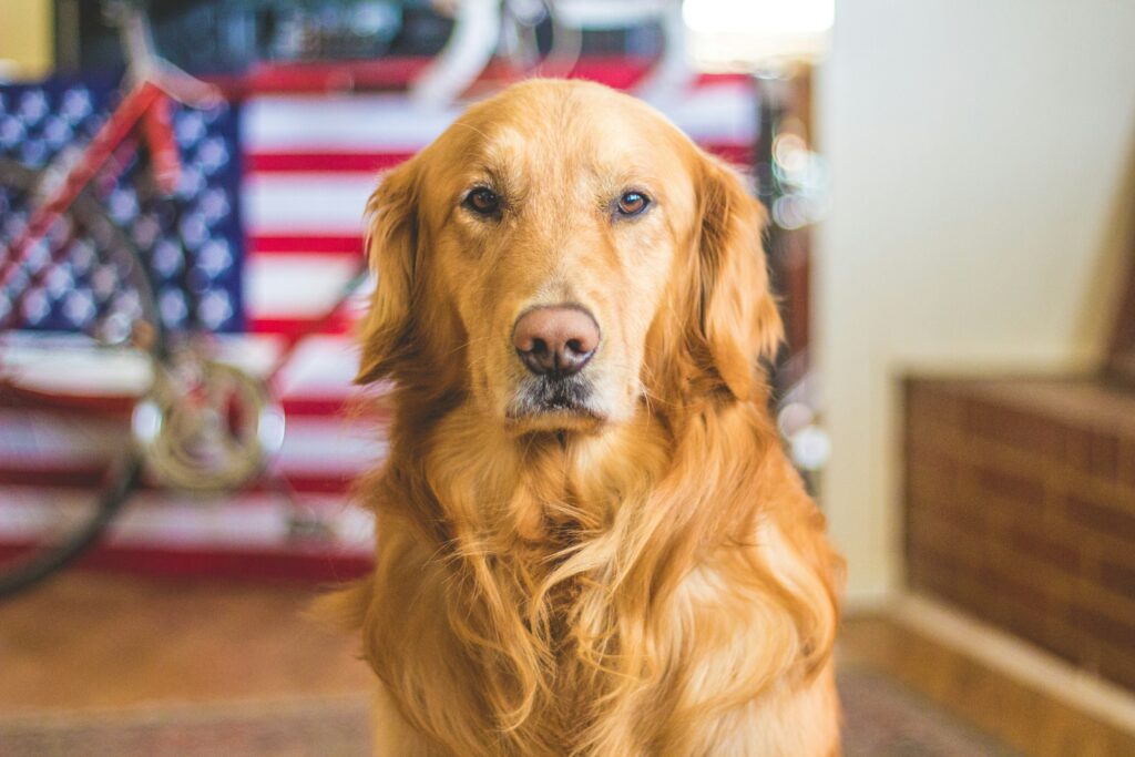 Shipping Pets to Okinawa